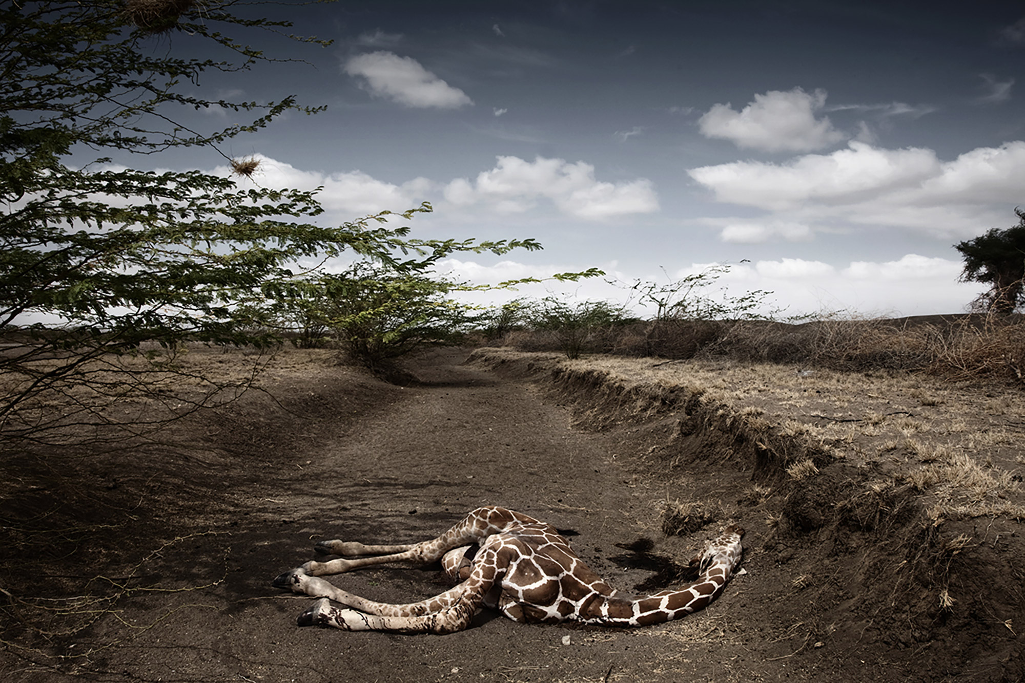 Giraffe killed by the draught in WAJIR area, in the northeastern province, Kenya, October 2009. ©Stefano De Luigi / VII