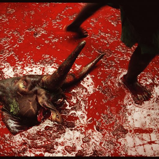 Workers at a government-run slaughterhouse in the Burundi capital, Bujumbura, walk past a butchered head swimming in its own blood.