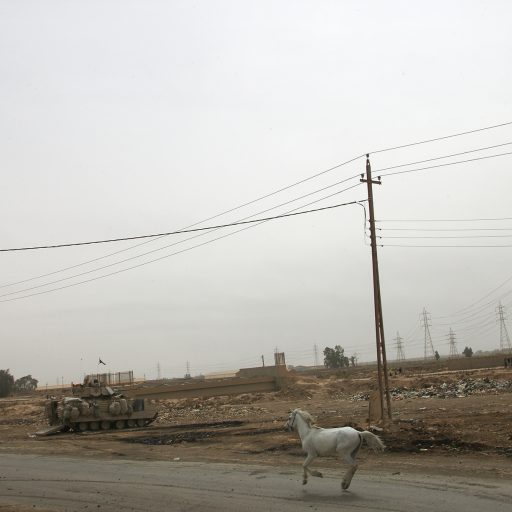 A white horse in Baghdad, April 2003.