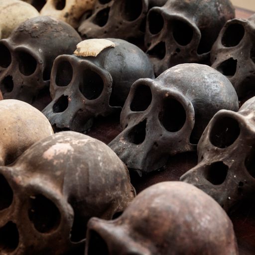 The skulls of 19 chimpanzees seized by the Laga (Last Great Ape Organization) a Cameroonian organization that works with law enforcement to protect the wildlife in Cameroon.