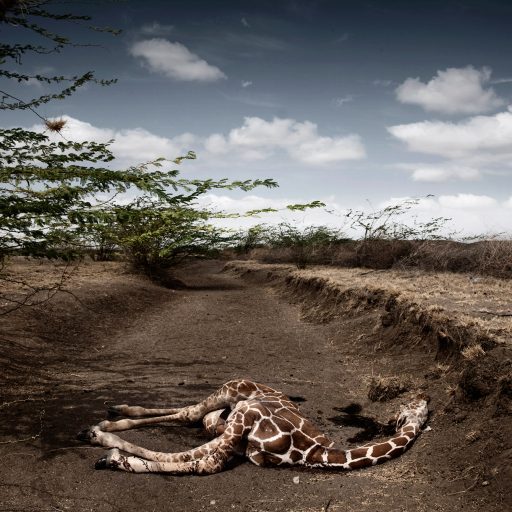 A giraffe lies dead, killed by drought in Wajr, North Eastern province, Kenya on Oct. 9, 2009.