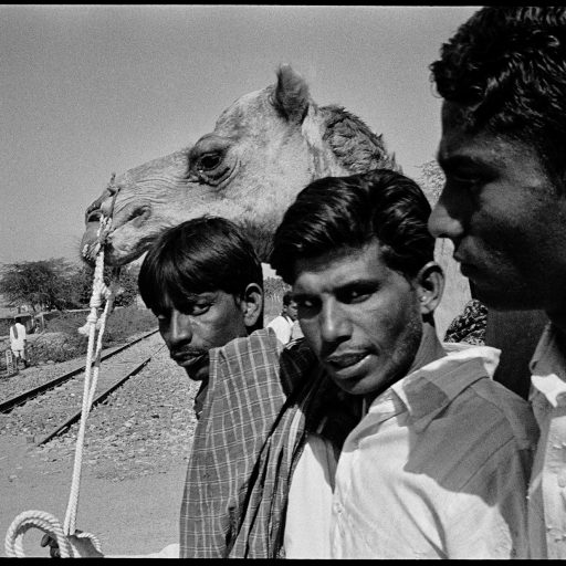 A group of rural boys take their camel to the market in Nagaur, Rajasthan, India on Feb. 25, 2009. Wars however unwelcome are violent interludes in the lives of the poor - there is less chance of outrunning poverty. When wars end the poor are still stalked by fear, fear of disease, injustice, unemployment, of getting sick, no housing and no education for their children - afraid their last meal was their last meal.