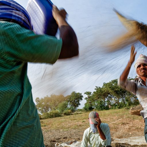 Wheat farmers sift through their harvest in a rural area of Tamil Nadu state, India 2016.