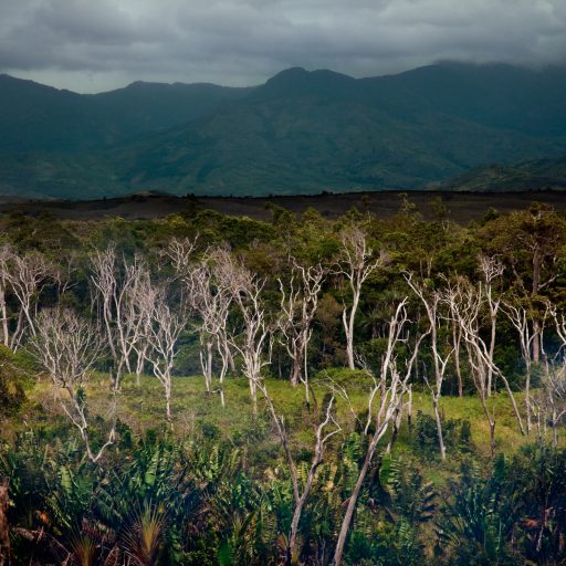 A withered forest in Madagascar, a country that has lost over 90% of its forests. 2010