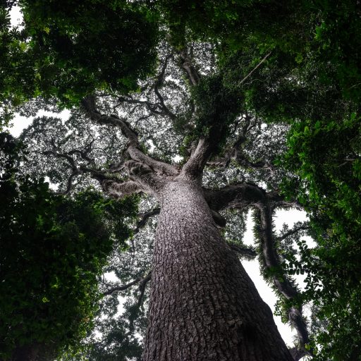 This tree in the Luki Biosphere Reserve, Democratic Republic of Congo, is over 800 years old, seen here on July 8, 2021. As its seed first took root Genghis Khan was invading China, King John was signing the Magna Carta, and the Kingdom of Zimbabwe was established. The future of the Congo Basin, the second-largest rainforest in the world, is at a crossroads. More resilient to climate change than the Amazon, this ecosystem plays a vital role in the ecological balance of our planet, regulating moisture transport and rainfall patterns across the African continent. But for decades the Congo Basin has remained largely understudied and overlooked. Until we understand this rainforest as one of the most important wilderness areas left on Earth, we’ll always fall short of what is needed to protect it. The Congo Basin could unlock vital solutions for climate adaptation — or become a ticking carbon time-bomb if its resources are mismanaged.