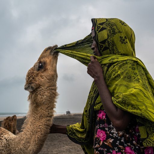 Five-month-old camel Baarud playfully pulls at Aadar Mohamed's (44) hijab in Hiijinle village outside Lughaya in north-western Somaliland, on December 10, 2019. Baarud, which means tough in Somali, was given this name because when his mother was pregnant with him she nearly died in the drought. Seeing how close to death she was Aadar managed to secure some porridge to nurse her back to life. 

With the IOM predicting 200 million environmentally displaced people by 2050, countless Somalis will be pushed from their homes, with women and girls bearing the weight of displacement. Exacerbated by other factors, such as increased poverty, overcrowded and unsafe living conditions in temporary housing, loss of community, and increased power imbalances, Nichole documents how climate change has contributed to the increase of violence against women and girls.