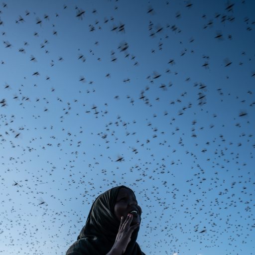 A swarm of locusts fly across Burao Airport IDP Camp outside Burao, Somaliland, on December 15, 2019. The country is experiencing its worst outbreak of desert locusts in 25 years. 

With the IOM predicting 200 million environmentally displaced people by 2050, countless Somalis will be pushed from their homes, with women and girls bearing the weight of displacement. Exacerbated by other factors, such as increased poverty, overcrowded and unsafe living conditions in temporary housing, loss of community, and increased power imbalances, Nichole documents how climate change has contributed to the increase of violence against women and girls.