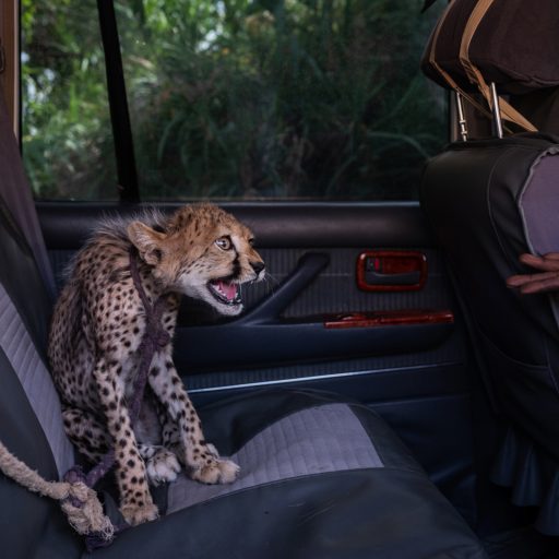 A  five-month-old cheetah seated in the back of a Land Cruiser growls at an outstretched hand after being intercepted just across the border in Ethiopia and driven to Harirad, Somaliland, on August 15, 2020. The cheetah had been intercepted by a joint team from the Somaliland Ministry of Environment and Rural Development (MoERD), supported by CCF and Torrid Analytics, after a tipoff from an anti-trafficking source and lengthy negotiations. 

The mother of this cheetah cub had taken three goats from a pastoral community nearby, who followed her into the bush, scared her away by throwing stones, and took her cub in an effort to reduce the cheetah population and gain some compensation for their goats that were killed. While he was holding onto the cheetah cub he was approached by three smugglers who offered him between $100-350 for the cub, but after learning that wildlife trafficking was illegal he agreed to release the cub to the joint team. Attitudes towards wildlife trafficking are slowly changing in this region through a subtle mix of education about the wildlife laws, community sensitization, clan relations, and fear of arrest if one chooses to engage with