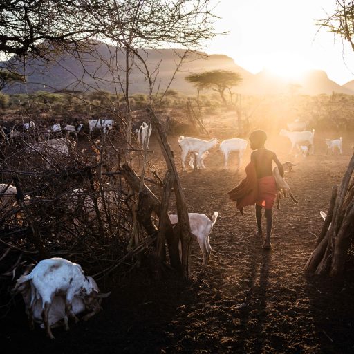 Pastoralist Lobikito Leparselu milks his family’s lactating goats at dawn in their manyatta before they’re let out to graze in Meibae Community Wildlife Conservancy in Samburu County, Kenya, on March 26, 2021. His father, Leparselu Lemongu, described growing up with cheetah, losing valuable goats to the big cats, and his internal struggle between the immediacy of these losses and a growing awareness of the longterm value of conservation.

Leparselu Lemongu: “We’ve all lost some of our animals to the cheetah. They’ll take some of mine one day, then my neighbors the next. Three days ago they attacked but didn’t kill my goats. In the past six weeks I lost two goats. It’s uncountable how many goats I’ve lost in my lifetime… I probably lose more than 20 a year, out of my 100. It feels very bad. That’s my wealth and I see it slipping away. The cheetahs kill the lactating mothers and they leave small kids with no food, they just cry at home. They tell us we need to leave them for the tourists. But what do I do now?”

Across Samburu, Laikipia and Isiolo Action for Cheetah in Kenya estimate that there are about 250 cheetah, or around a quarter of Kenya’s population of between 1,000-1,400 cats (National Survey 2004-2007). The population is increasing fragmented as their natural habitats collide with expanding human communities, growing development and infrastructure, a decline in their prey base, and exacerbated by prolonged droughts. The human population of Kenya has tripled over the last 45 years to over 42 million, leading to more frequent conflict between communities and wildlife. With just 7,100 cheetahs left in the wild, the world’s fastest land mammal is racing toward extinction, with the latest cheetah census suggesting that the big cats may decline by an additional 53 percent over the next 15 years.