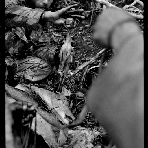 Commander Ruak pulls a deer embryo from its mother's womb on the slopes of Mt Aitana. Mountains of East Timor. 20th July 1998