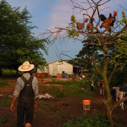 Abram Schmitt prepares to feed his cattle early in the morning.

A Mennonite community - a religious ethnic group whose doctrine is based on the Bible as the word of God - has cleared 50 km2 of jungle without permission in Bacalar, in the Mexican Caribbean, today threatened by massive tourism, deforestation and the discharge of sewage into its lagoon. Where previously there were threatened or endangered animal and plant species, now there are colorful wooden houses, transgenic soybean fields, and pig and poultry farms.

This community arrived 20 years ago, from Belize, they traveled to the Mexican southeast in early 2000 and reached Mayan lands, but the indigenous people did not make it easy for them - there was and still is a cultural clash between them - so they settled in Bacalar. Today there are 1,400 inhabitants of this place that they called Salamanca.

When you talk about the contamination of the lagoon and the aquifers in Quintana Roo, they are often pointed out as responsible for what happens in Bacalar, due to their hectares full of transgenic soybeans that they sell to companies in Yucata?n and Campeche. 
Today we see a series of prejudices found between the Mayans and the Mennonites: a peaceful and religious community that does not understand the climate impact and therefore continues to deforest.