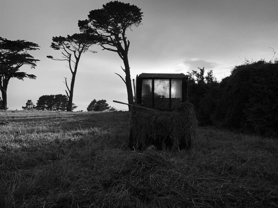 Farmer's hay buggy drives towards a row of macrocarpa trees. 24th Janurary 2022, Auroa, Taranaki, Aotearoa. New Zealand. Photo by Nick Netzler