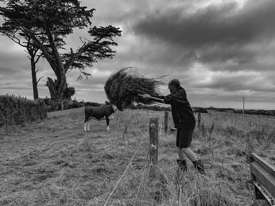 Andy Davy throws hay into a paddock. 7th February 2022. Auroa, Taranaki, Aotearoa. Photo by Nick Netzler