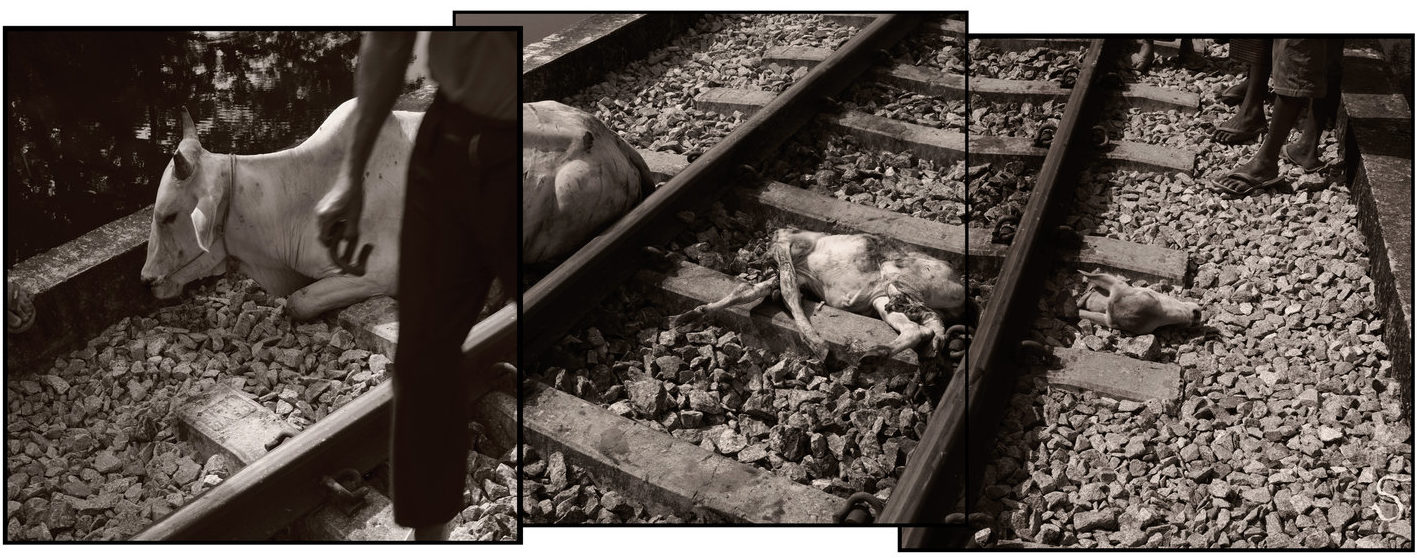 On the Bridge at Kyaung Su our Loco ploughs into three cows and a calf, derailing itself in the process as two of the beasts are tumbled to death under its carriages. What I can only assume is the Mother lies terrified, broken and dying on the tracks next to her decapitated calf. I try to comfort her with soothing words and a calming hand, questioning onlookers whether someone cannot shoot the poor beast, but even with the two full carriages of newly graduated Tatmadaw, it seems there is not a gun to be had, or perhaps it was the will that could not be found, so I leave her suffering and waiting there in the heat. Kyaung Su, Burma, 10th December 2018. ©Philip Blenkinsop / VII 