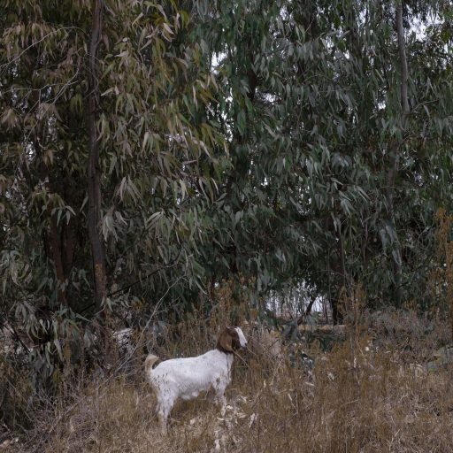 A goat wanders near a mining area near Randfontein, on June 26, 2020, . The mines are a critical cog in South Africa's already struggling economy, contributing eight percent to the Gross Domestic Product (GDP) of Africa's most industrialized economy, This industry has caused and will continue to cause effect on water system like Vaal River system and pose a serious threat to future generations of South Africans. ©Fatma Fahmy for the VII Mentor Program.