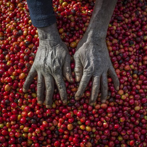 Pickers remove unripe or overripe coffee beans and foreign debris from their daily harvest to prepare it for weighing at the Mubuyu Farm, Zambia, 2016. ©Oleksandr Rupeta for the VII Mentor Program.