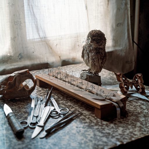 Pavlik's taxidermy tools and butterfly spreading mounting board with moths on the table at his home. Tsagomark village, Gyumri, Armenia. August 2022. © Rena Effendi.