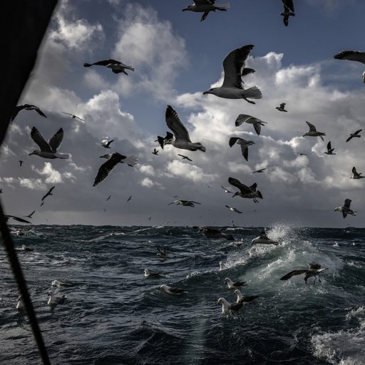 Seagulls trailing the trawler Eblana on the Irish Sea, October 24, 2023. A decade ago there were dozens of trawlers operating out of my home fishing port of Howth. The Eblana is now the only one left. © Finbarr O’Reilly for the Pulitzer Center for Crisis Reporting.