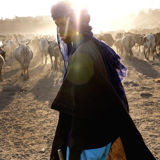 Mali, Mopti, every evening, most of the Peul shepherds in the region bring their herds into town to spend the night. The insecurity is extreme, with jihadists from the Katiba Macina led by preacher Amadou Kouffa present less than 10 kilometers away. © Pascal Maitre.