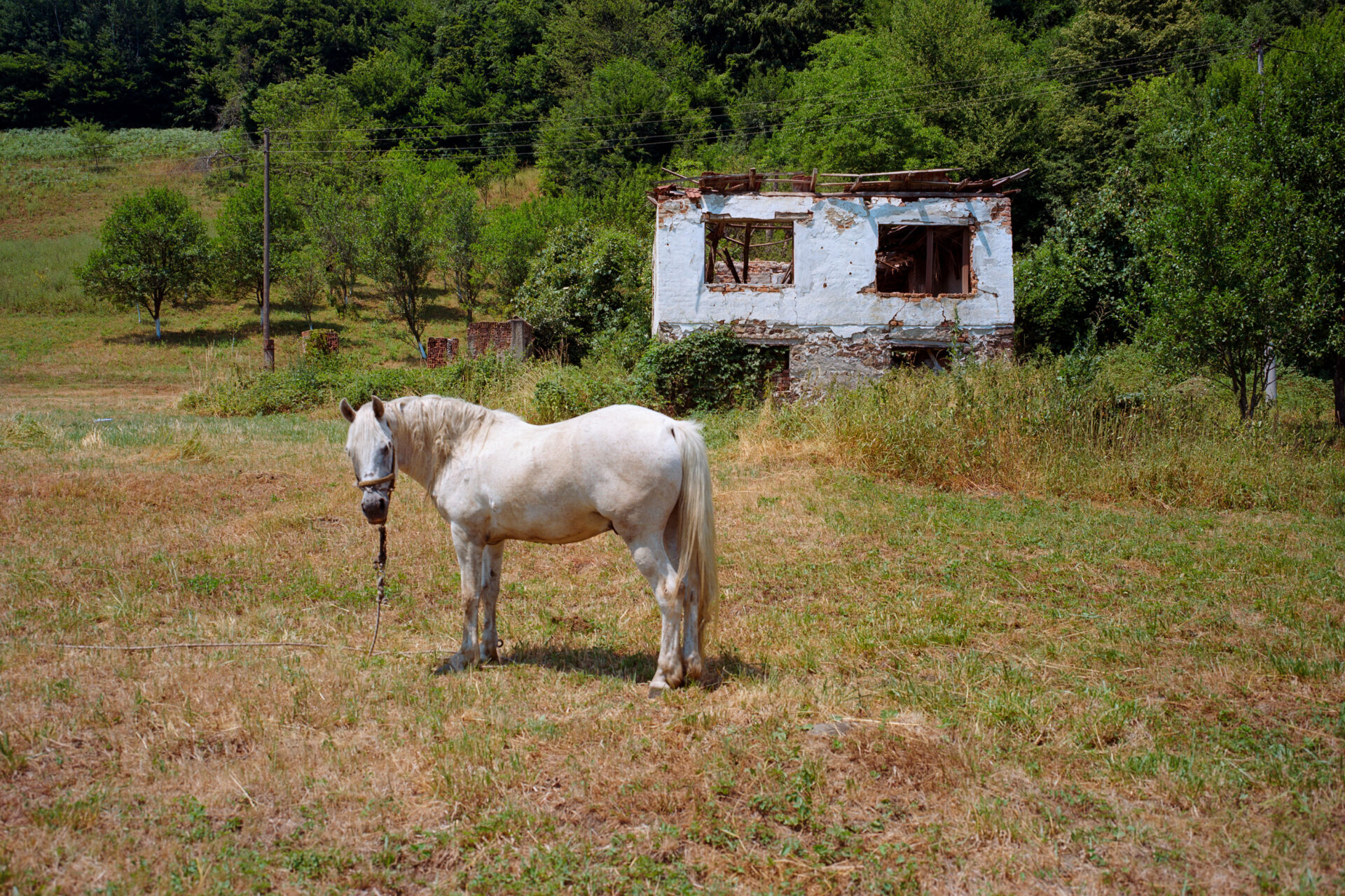 A horse stands in front of a destroyed house in the village of Potočari, where a genocide occurred in 1995. Once bustling with people, this entire region of the Srebrenica municipality is now almost completely empty, except for a few days each July when families return to commemorate the victims. © Armin Durgut.