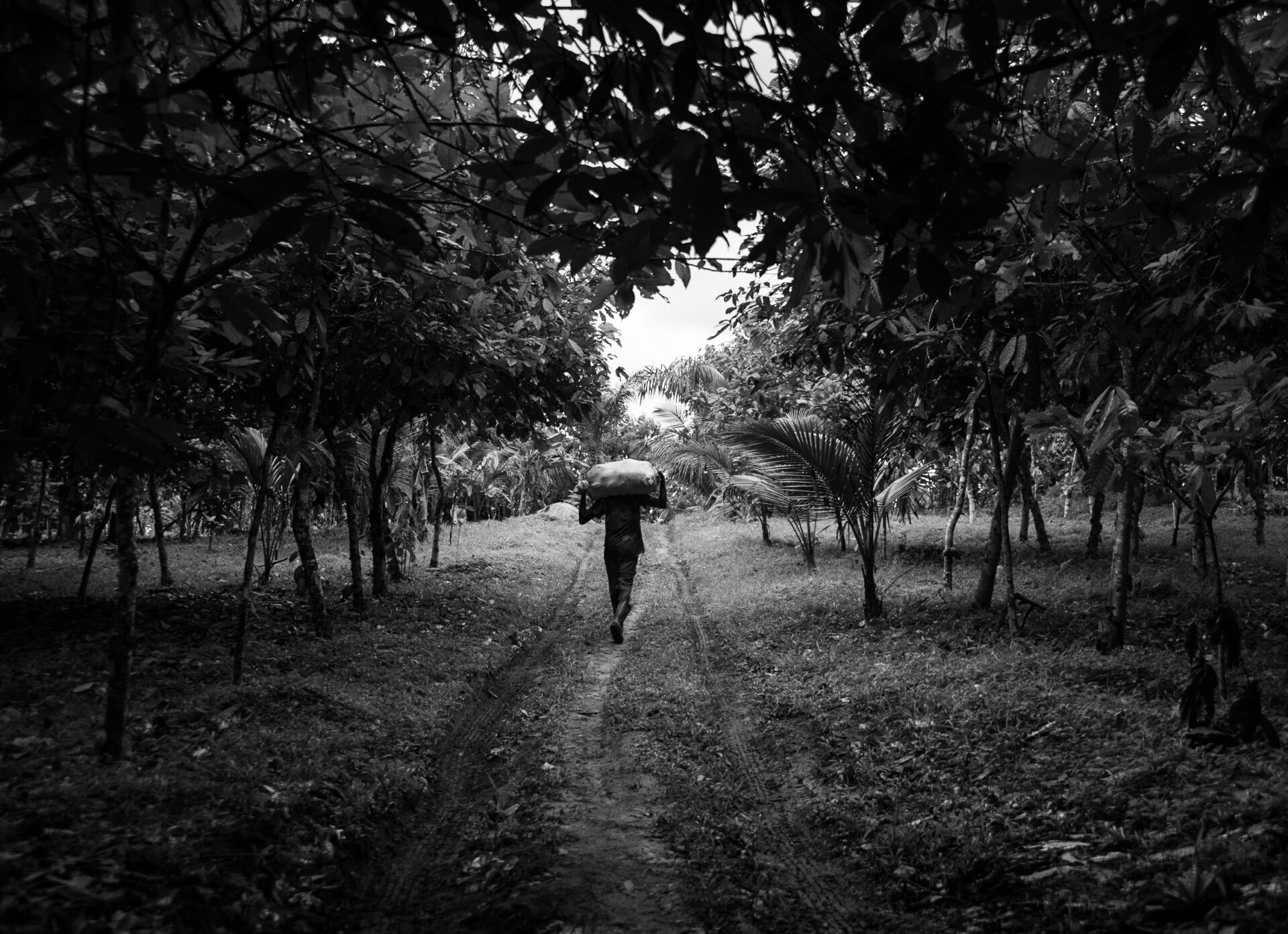 In Ivory Coast, young cocoa farmers face the consequences of decades of expansion—depleted soil and entrenched poverty. Yet, a new generation is embracing regenerative practices, restoring soil, diversifying crops, and creating value beyond cocoa, reversing damage and challenging exploitation with a vision of renewal. Azaguë, Ivory Coast, 2023. © Maroussia Mbaye.