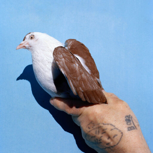 Kolsky project, 2019–2024.
A hand tattooed with the name “Vova,” short for Vladimir, holds a pigeon near a dovecote in Murmansk, Russia, 2023. The man keeps about 40 pigeons but is considering selling some as rising feed costs—about 16 euros per month—have become difficult for him to manage. © Tanya Sharapova.