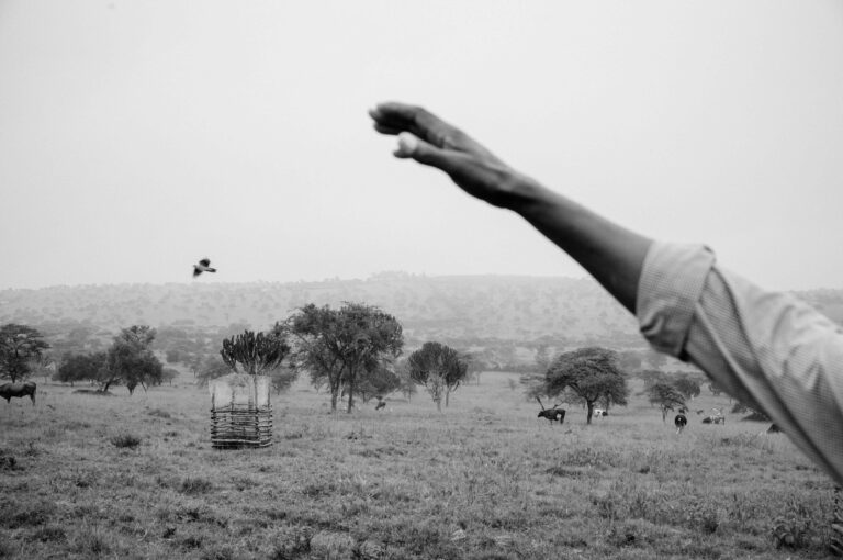 Cattle graze on open land outside Mbarara, Western Uganda, March 2026. A hand gestures toward the plain. Euphorbia and acacia mark the dry season landscape. Landowners in the area cite expensive labor and a lack of funding for mechanization as the main constraints on growth. AVSI and partner organizations are working to strengthen the community through training and technical support, in cooperation with the local Dairy Cooperative Society, which coordinates information sharing with AVSI, helps resolve business difficulties, and links farmers to local government needs and queries. © Nicolò Filippo Rosso.